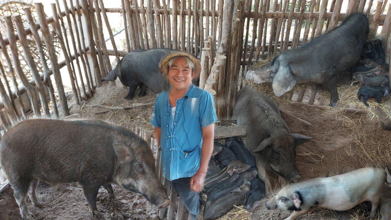 เลี้ยงหมูลูกผสมสายพันธุ์ใหม่!!เลี้ยงง่ายโตไว..มีเท่าไหร่ก็ขายหมด