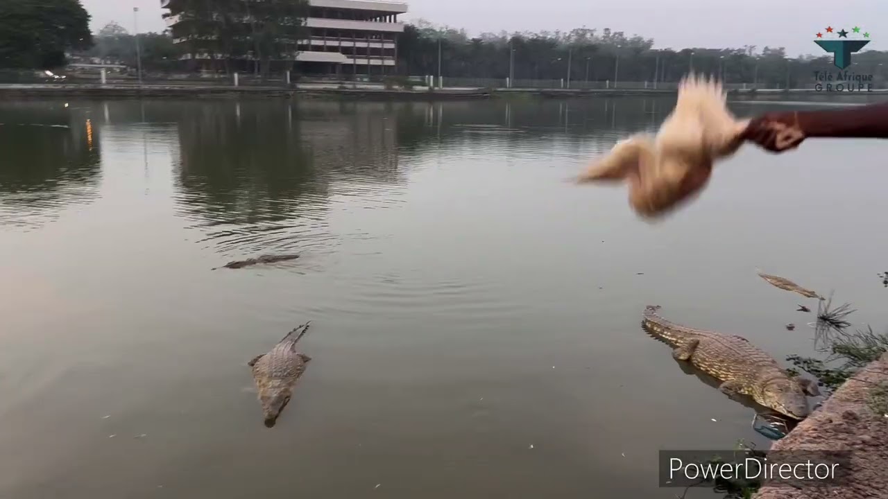 Le lac aux caïmans de Yamoussoukro