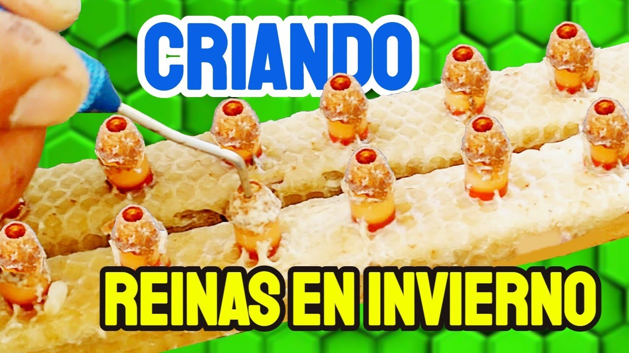 REINAS que VALEN por DOS ✌