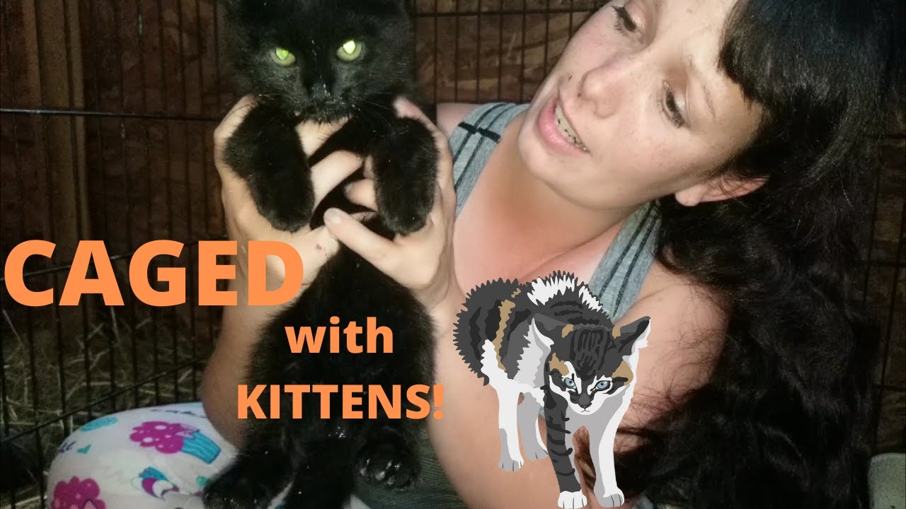Caged with Kittens! The first feral kitten taming project update