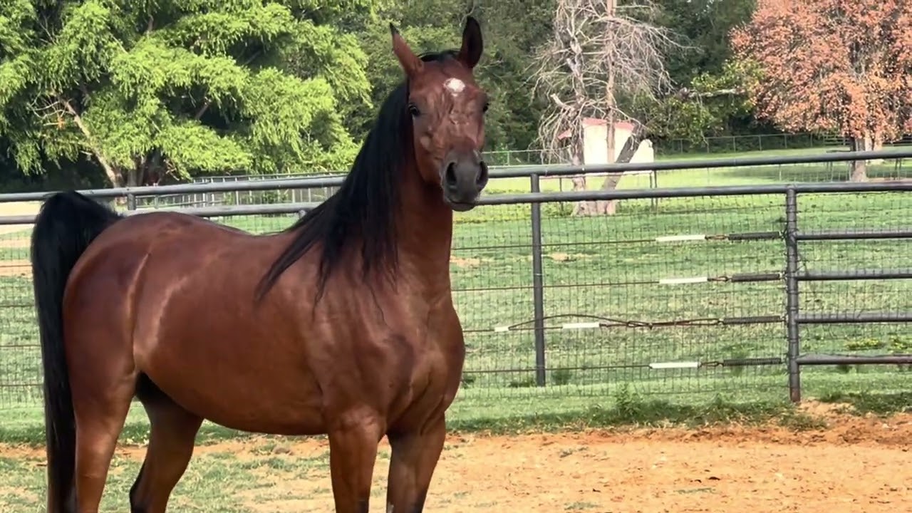 Maelynn - 2021 Arabian mare