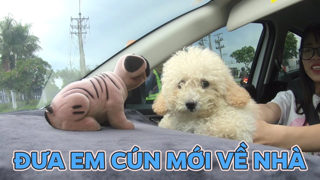 Đưa Em Cún Mới Về Nhà Gặp Thộn Và Thốn