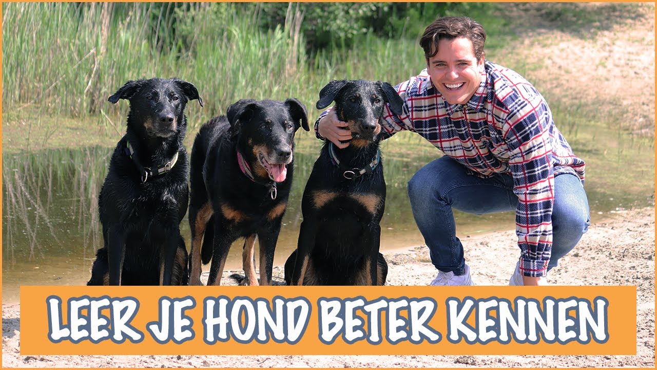 Wat heeft een hond nodig? | DierenpraatTV