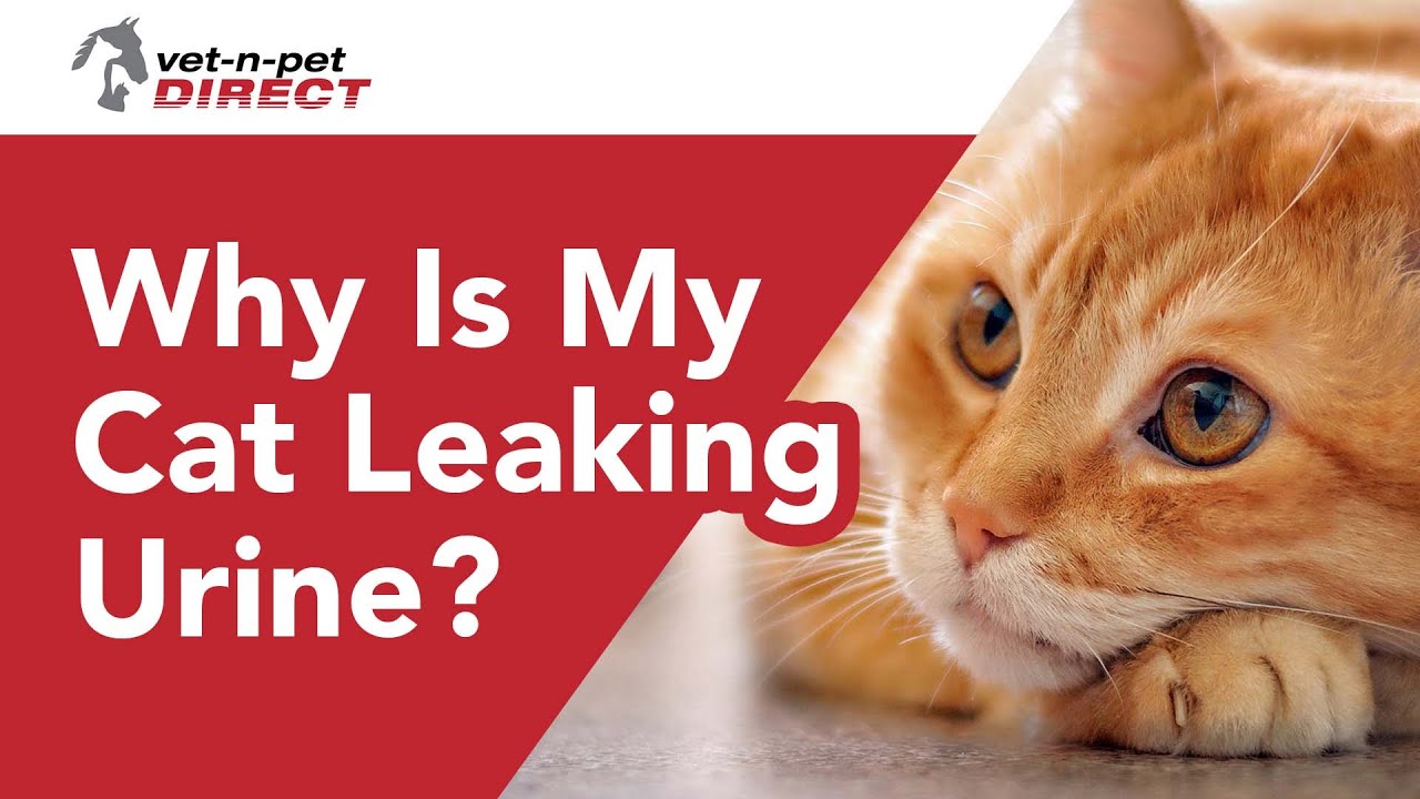 Why Is My Cat Leaking Urine?