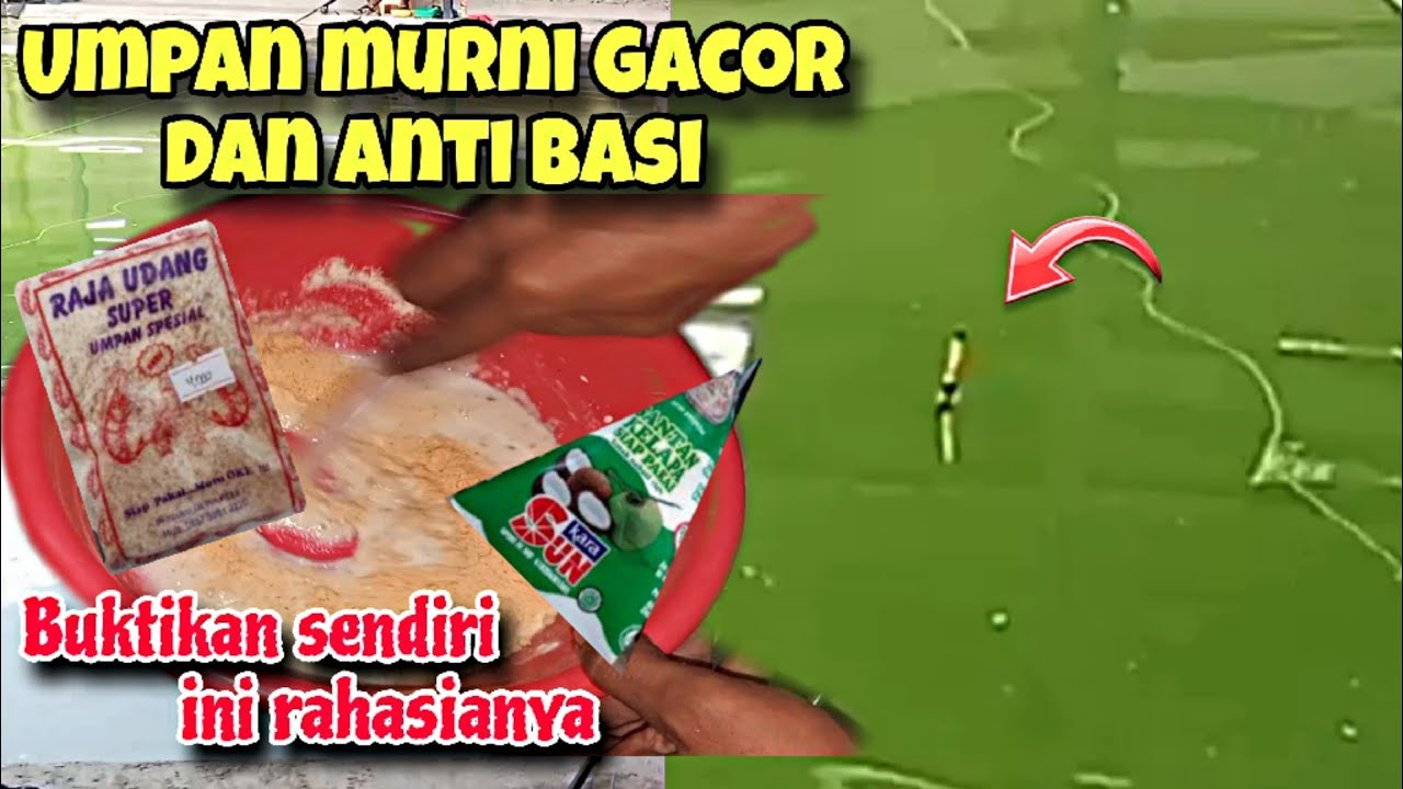 RACIKAN UMPAN PUTIH 24 JAM TANPA BASI‼️MURNI & GACOR BUKTIKAN SENDIRI UMPAN IKAN MAS HARIAN & LOMBA
