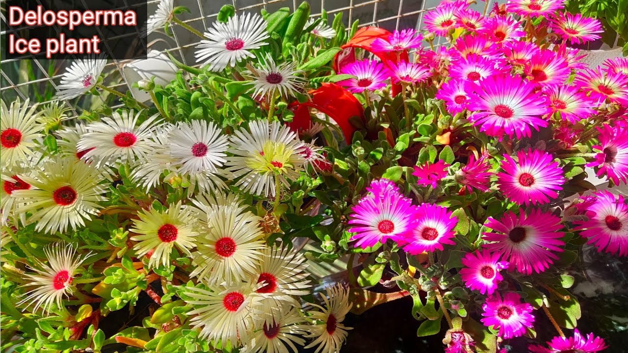 Care of ice plant | how to grow ice plant | flowering plants | Delosperma plant | Lampranthus