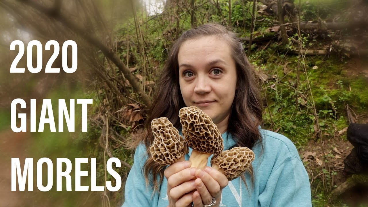 Morel Mushrooms 2020 Georgia GIANTS
