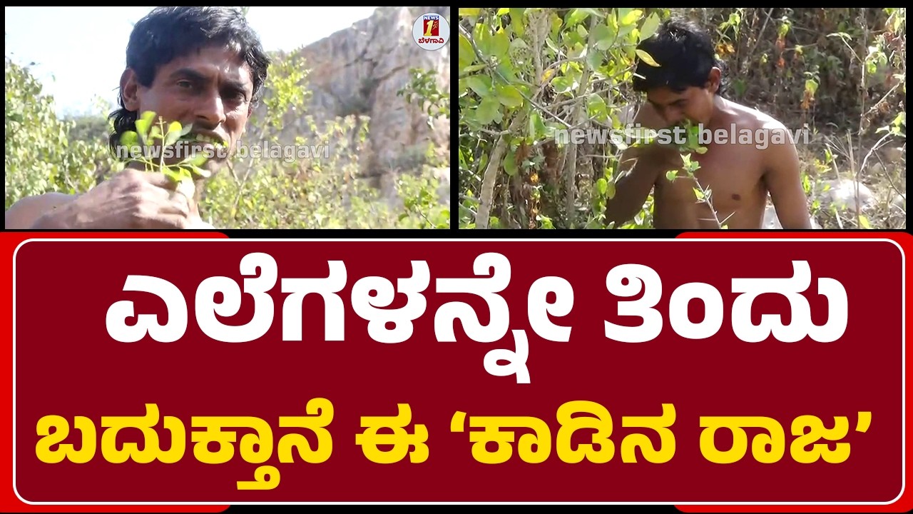 Budan Khan : ಎಲೆಗಳನ್ನೇ ತಿಂದು ಬದುಕ್ತಾನೆ ಈ ‘ಕಾಡಿನ ರಾಜ’ | Kadina Raja | Belagavi | @newsfirstbelagavi