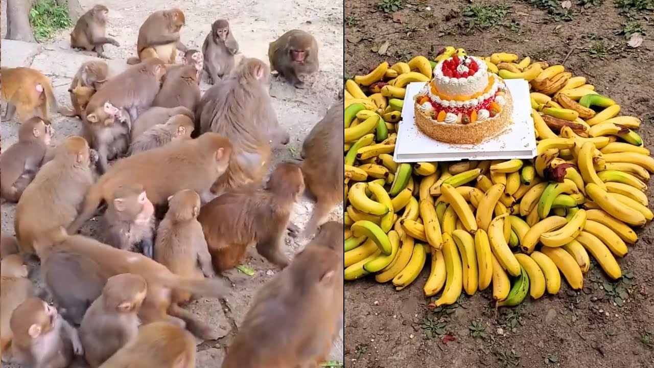 Billion pity cute little monkey appears to be hungry but eats with great trepidation.