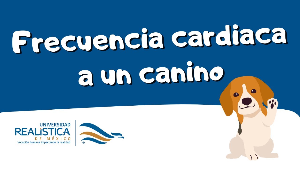 Como tomar Frecuencia cardiaca canina