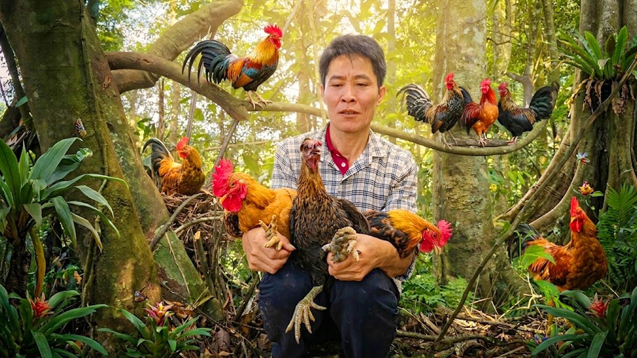 Wild Chicken Found by Accident &ndash; No Tools Trap in Forest | Solo Survival