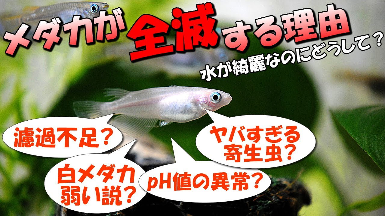 初心者必見！メダカが突然死or大量死（全滅）する時に考えられる原因4選