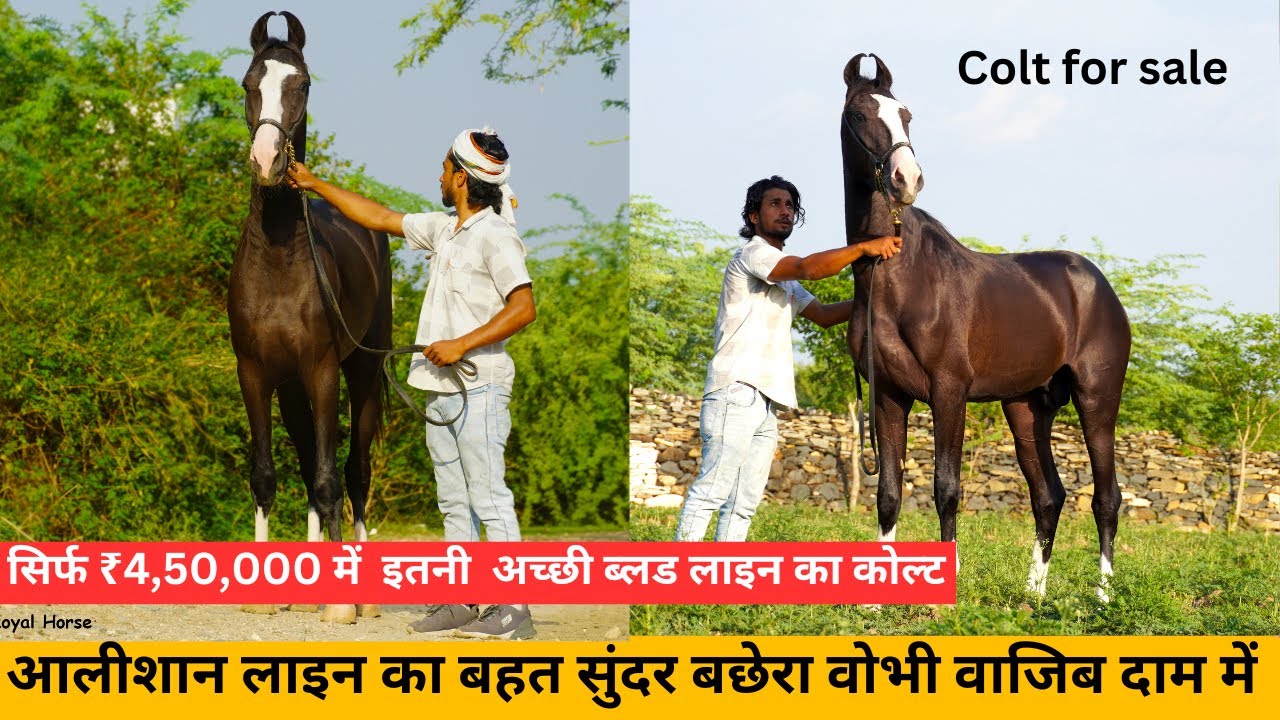 Panchkaliyan Colt for Sale | Sired by DEVSHAN | Dam from Devdarbar Line | 7357598685