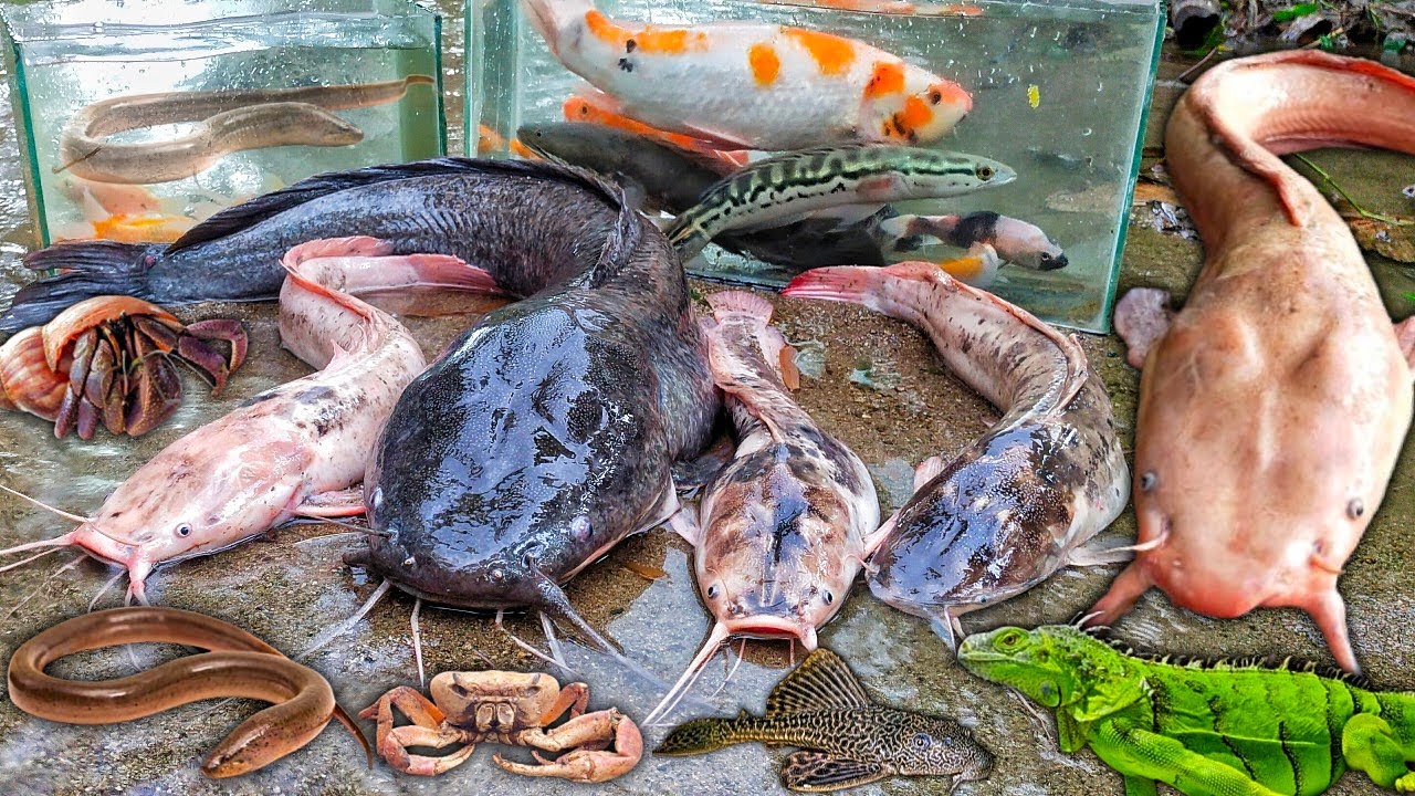 Wow Mancing Ikan Lele Albino Dalam Lubang, Lele Dumbo, Ikan Hias, Ikan Koi, Ikan Toman, Ikan Gabus