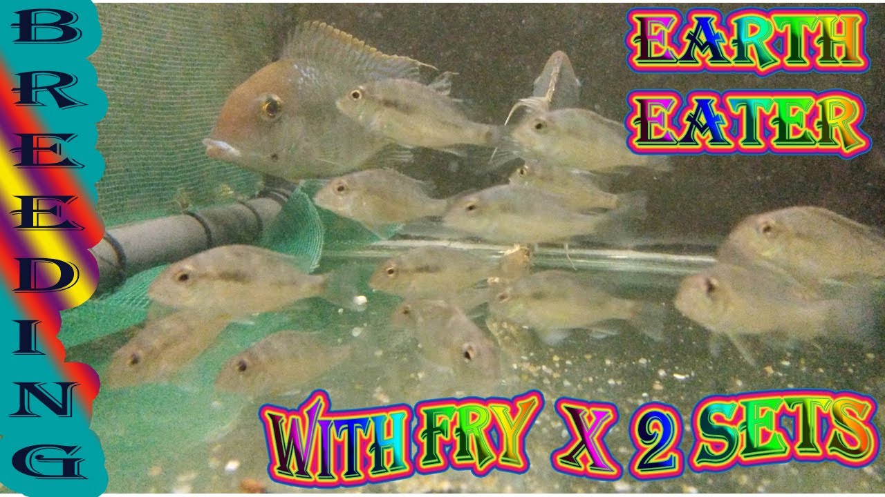 Breeding of  Geophagus Red Head Tapajos.(Earth Eater)