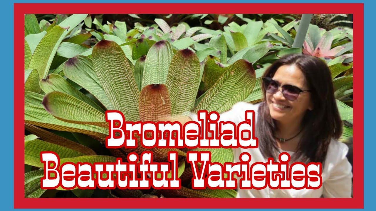 Every Season is Bromeliad Season | Bromeliad Beautiful Varieties | BRISBANE AUSTRALIA