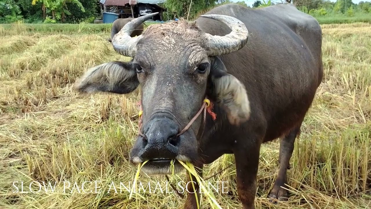 SLOW PACED ANIMAL VIDEO