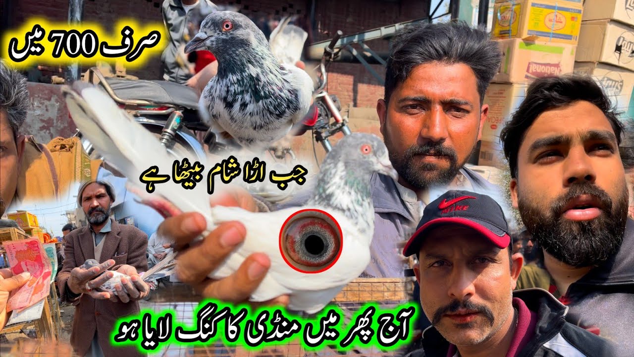 11,00 Ka Jeath Champion Kabootar Liya 😮