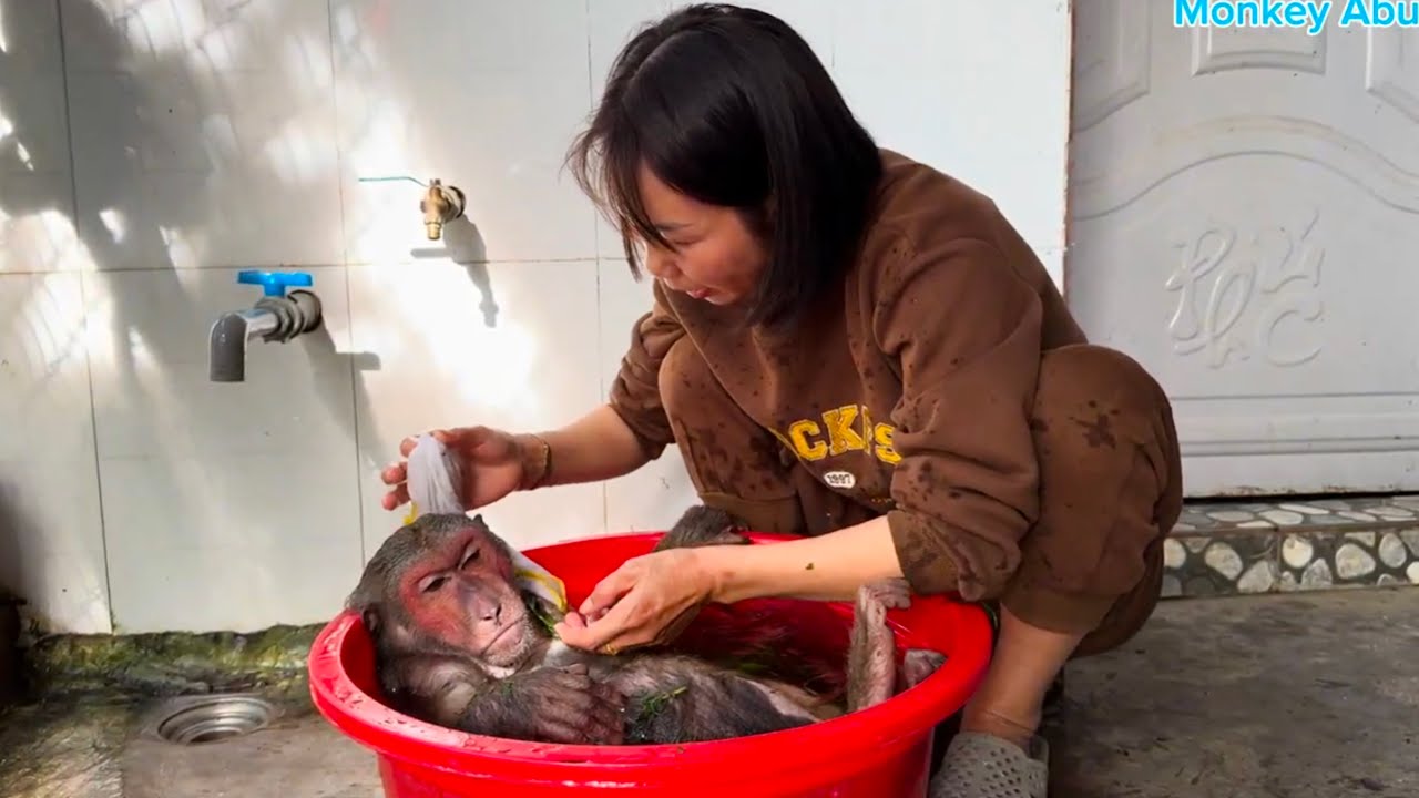Monkey ABU bathed and changed diapers by Mom after recovering from illness!