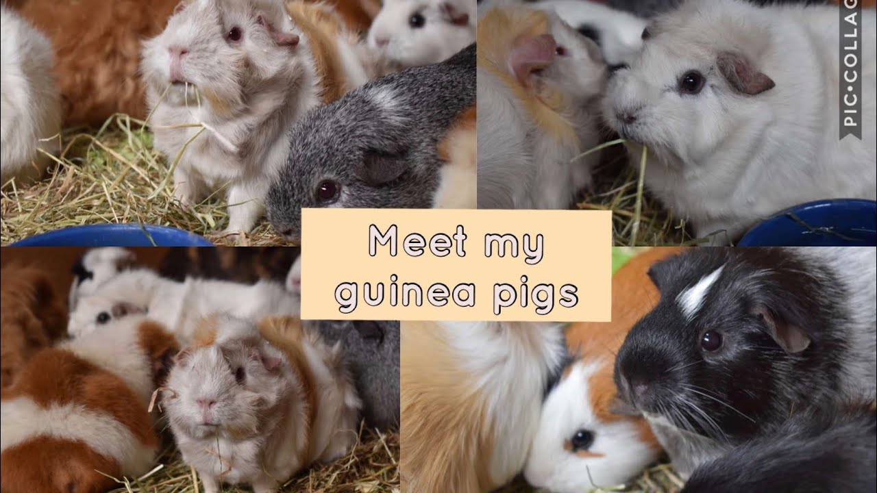 Meet All 20 Of My Guinea Pigs | PetFam