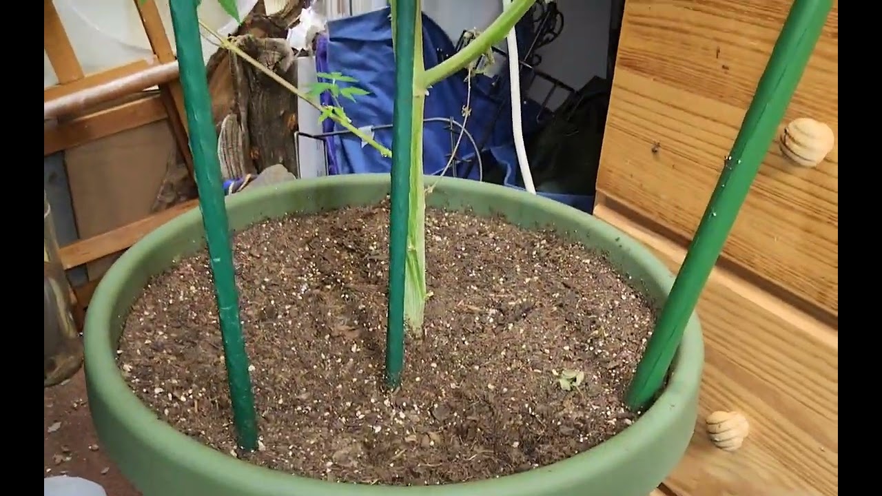End Of Week 3 Flower, Feeding Plant Family Made Medical Oxygen Water Experiment #cannabis #420