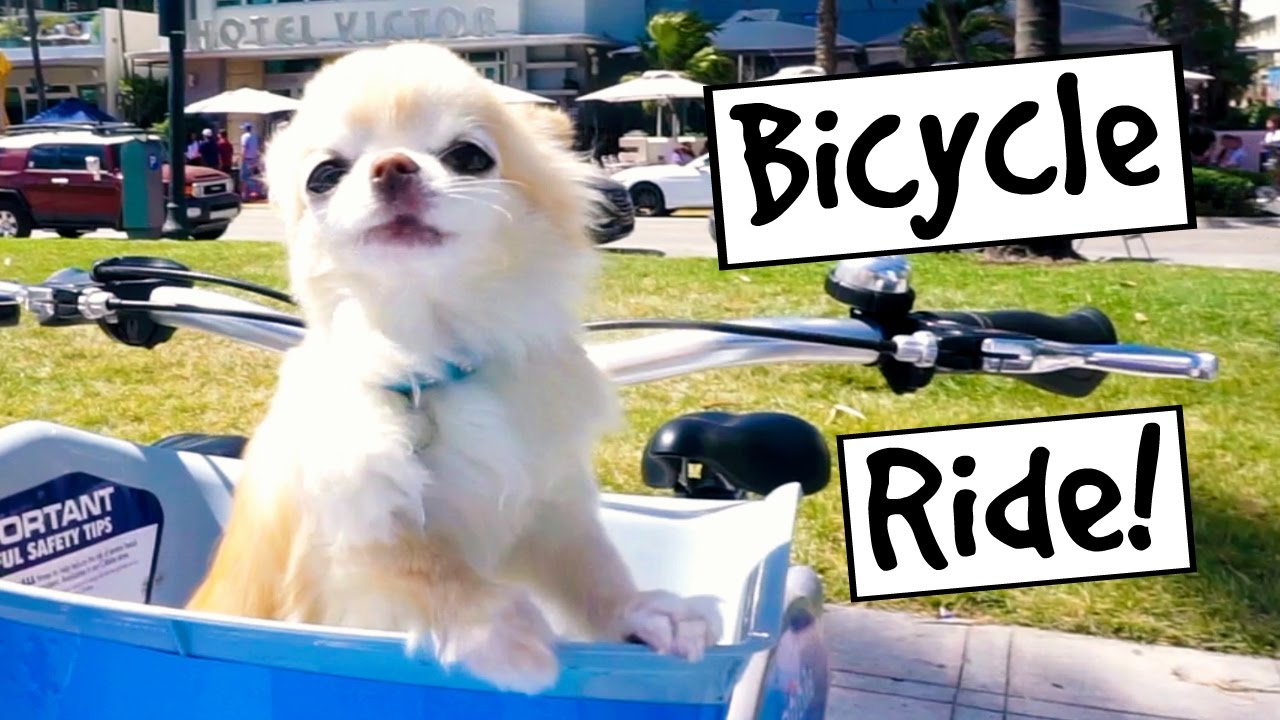 Tiny Cedric tries a bike ride in Florida 😎