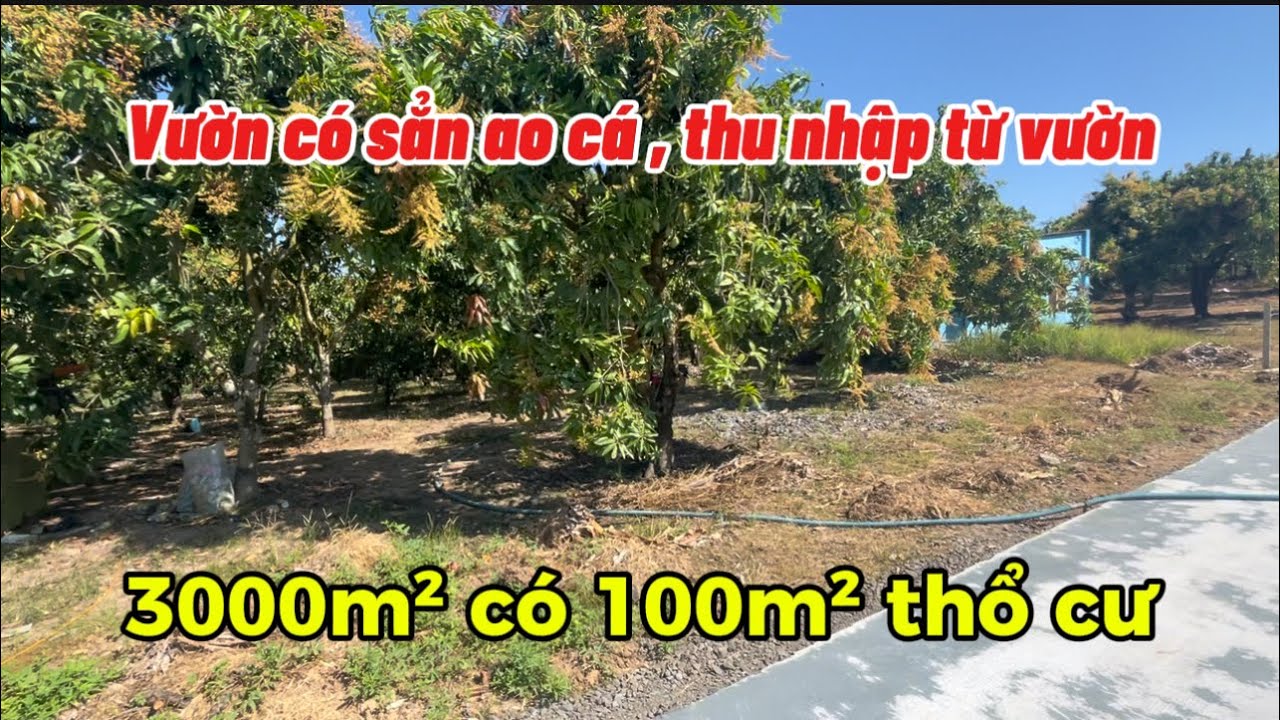 Đống lãi ngân hàng không nổi chú 7 bán gấp vườn xoài đang làm bông siêu đẹp