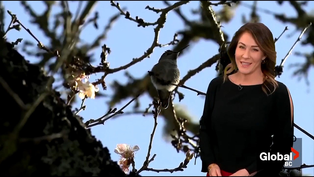 Kristi Gordon - Global BC - Weather & Satellite Debris w/Squire Barnes - Friday, January 16, 2026.