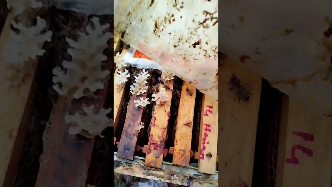 İstanbul Dönüşü Durumlarını Merak Ettiğim Bazı Arıları Gözden Geçirdim. 🇹🇷🇹🇷🇹🇷🐝🐝🐝