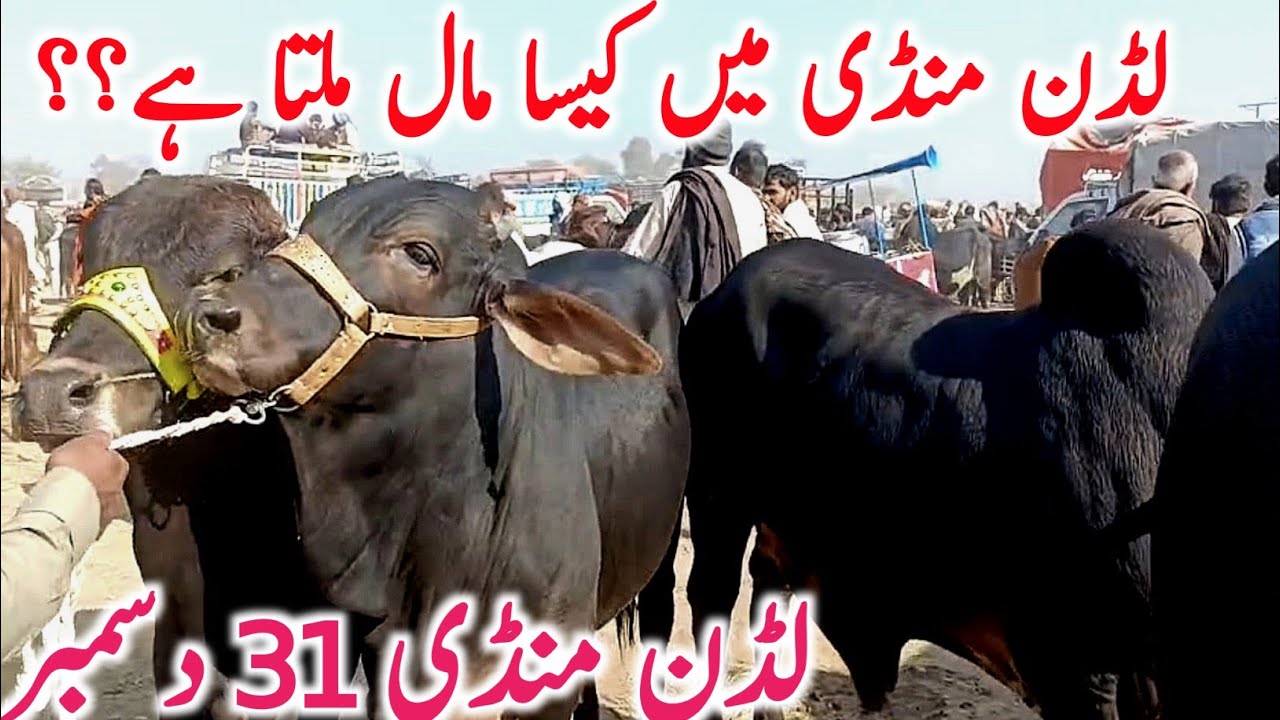 Today Luddan Cow Mandi | Sahiwal & Cholistani Bachre & Cows | Global Village Farming 2025