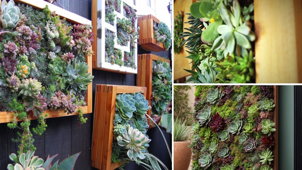 5 Succulente Perfette per Creare un Giardino Verticale Unico