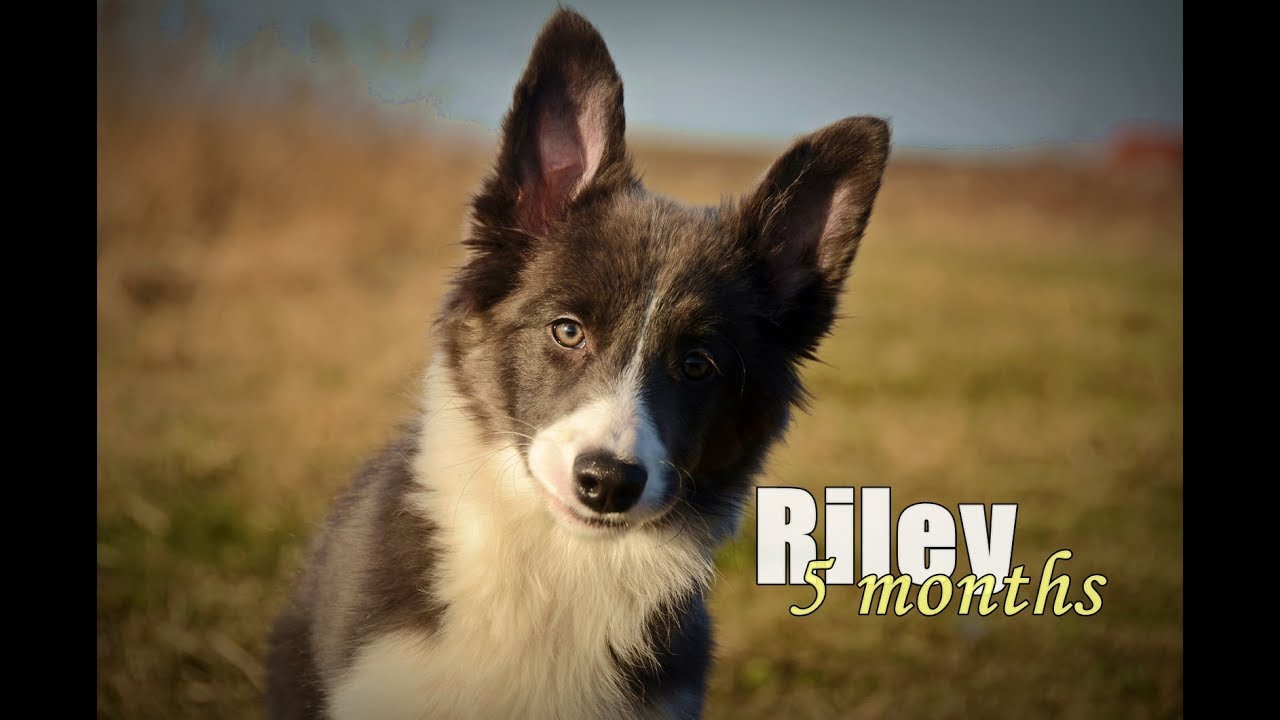 Riley- Border Collie Puppy [4-5 months]