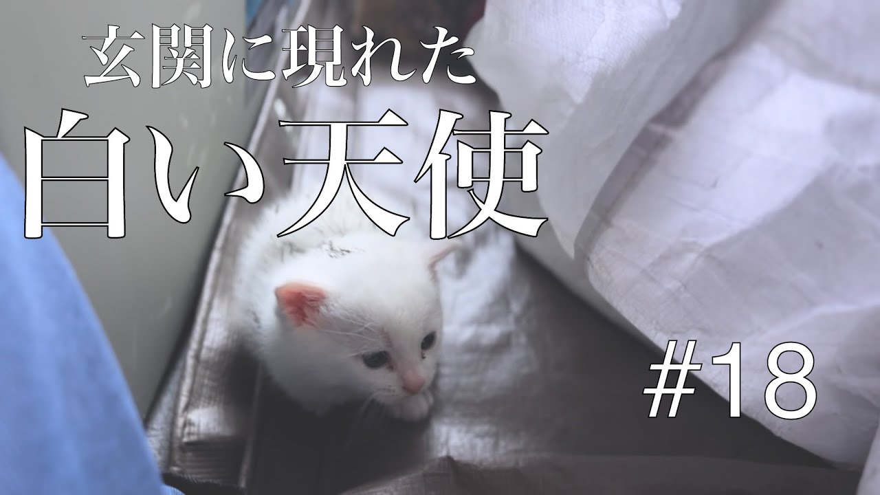 #18  【子猫保護】　玄関に現れた白い天使☺︎
