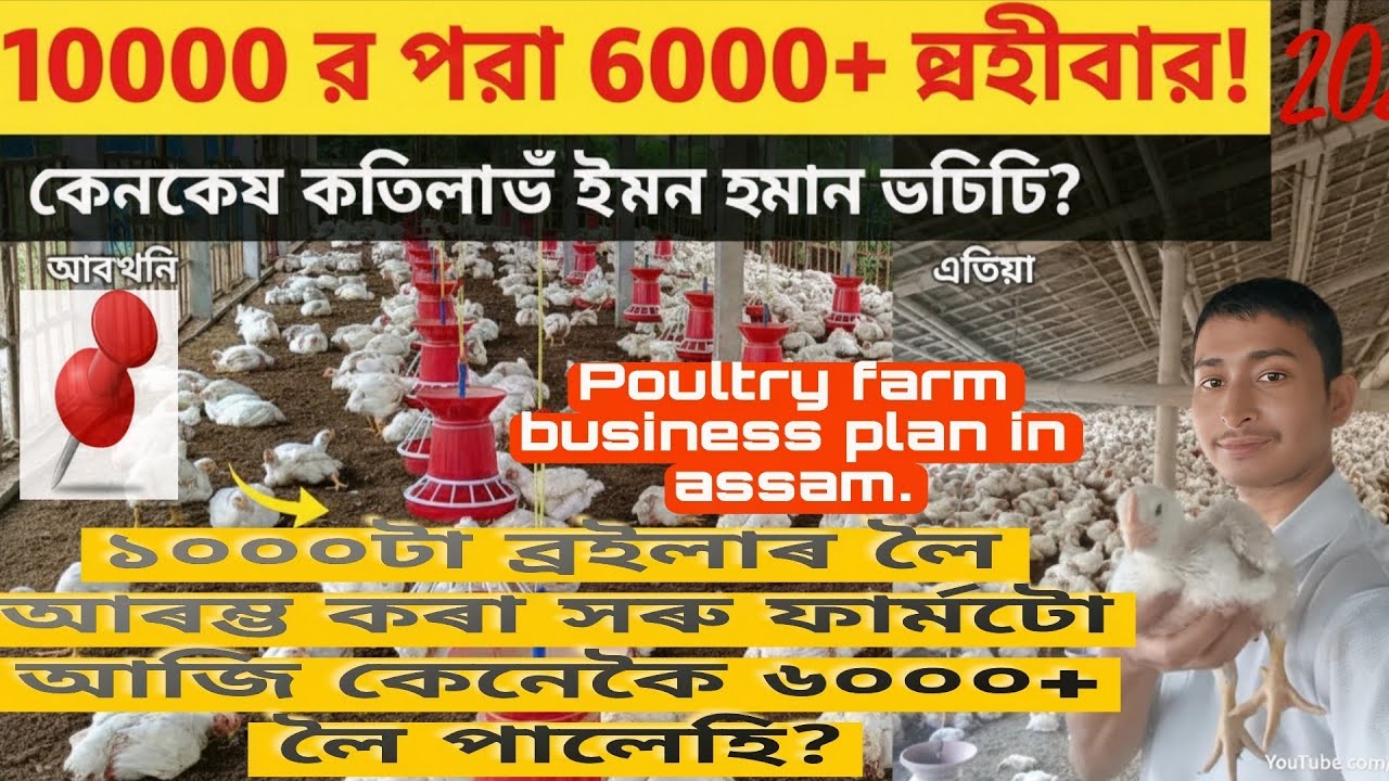 কেনেকৈ১০০০টা ব্ৰইলাৰ লৈ আৰম্ভ কৰা সৰু ফাৰ্মটো আজি ৬০০০+লৈ পালেহি?POULTRY FARM BUSINESS PLAN IN ASSAM