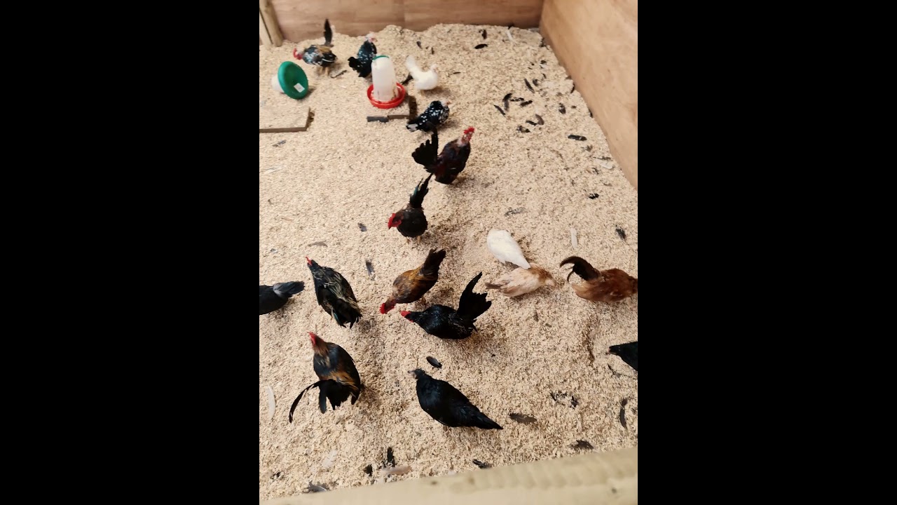 #hens