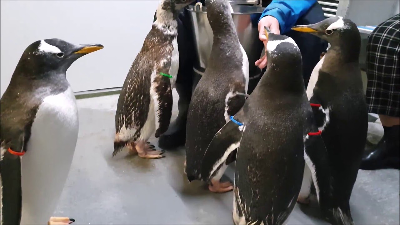 Acquario di Genova: il pranzo dei pinguini
