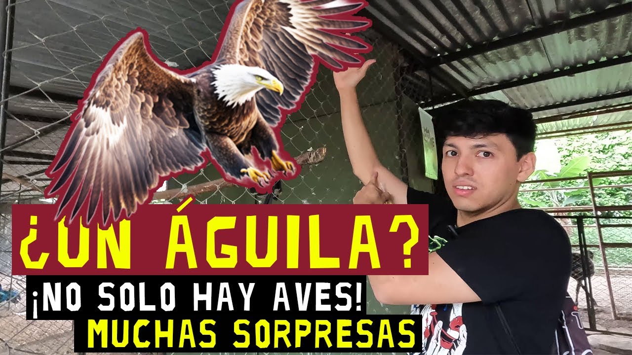 ¿Vale la pena ir a un Zoológico de Aves? No solo hay aves