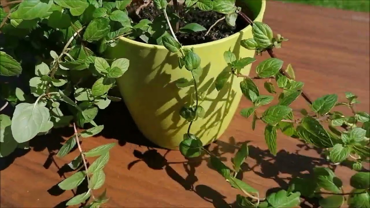 МЯТА ДОМА В ГОРШКЕ ЭТО ОЧЕНЬ ПРОСТО