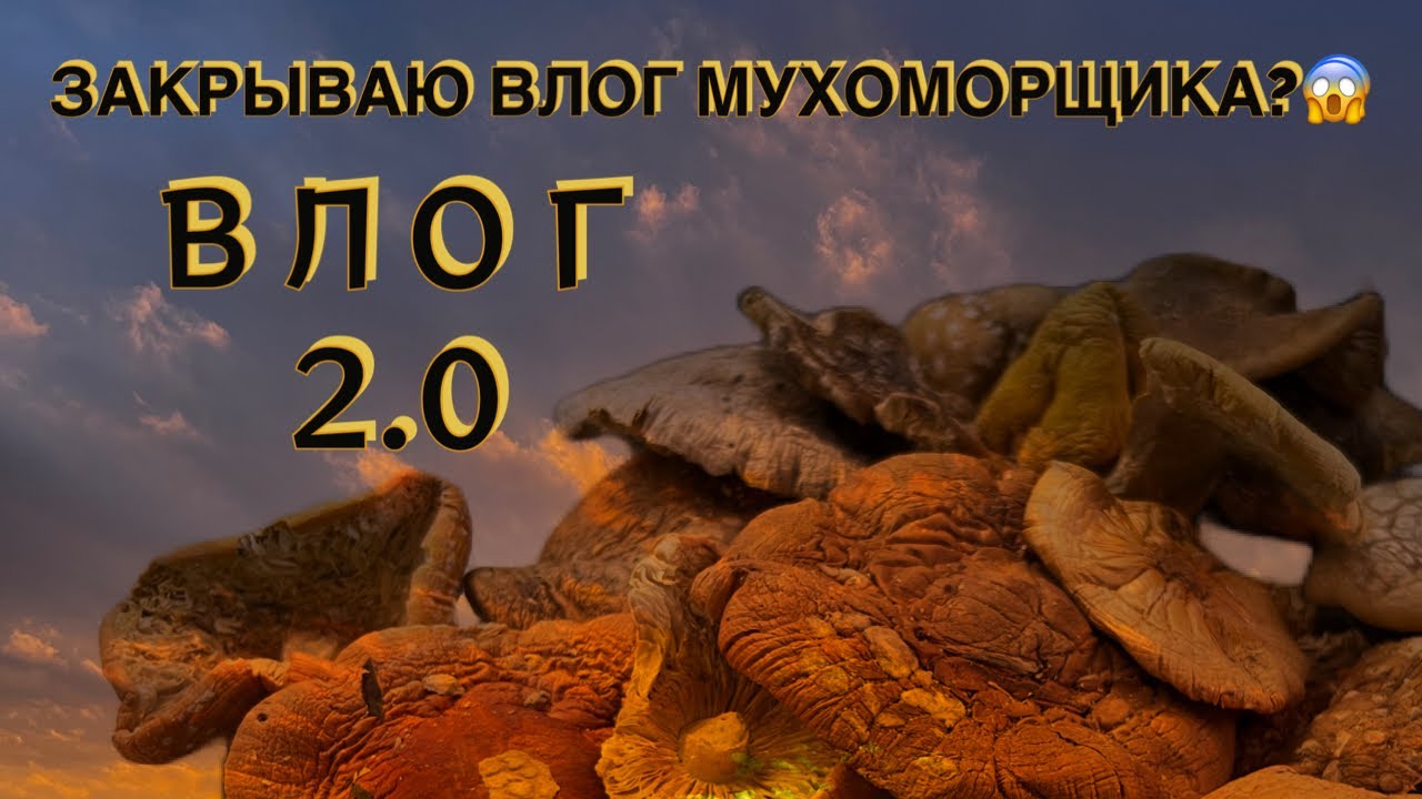 Мухоморы зло? 😱 Мы все умрём? 🍄 Снимаю заново 😊