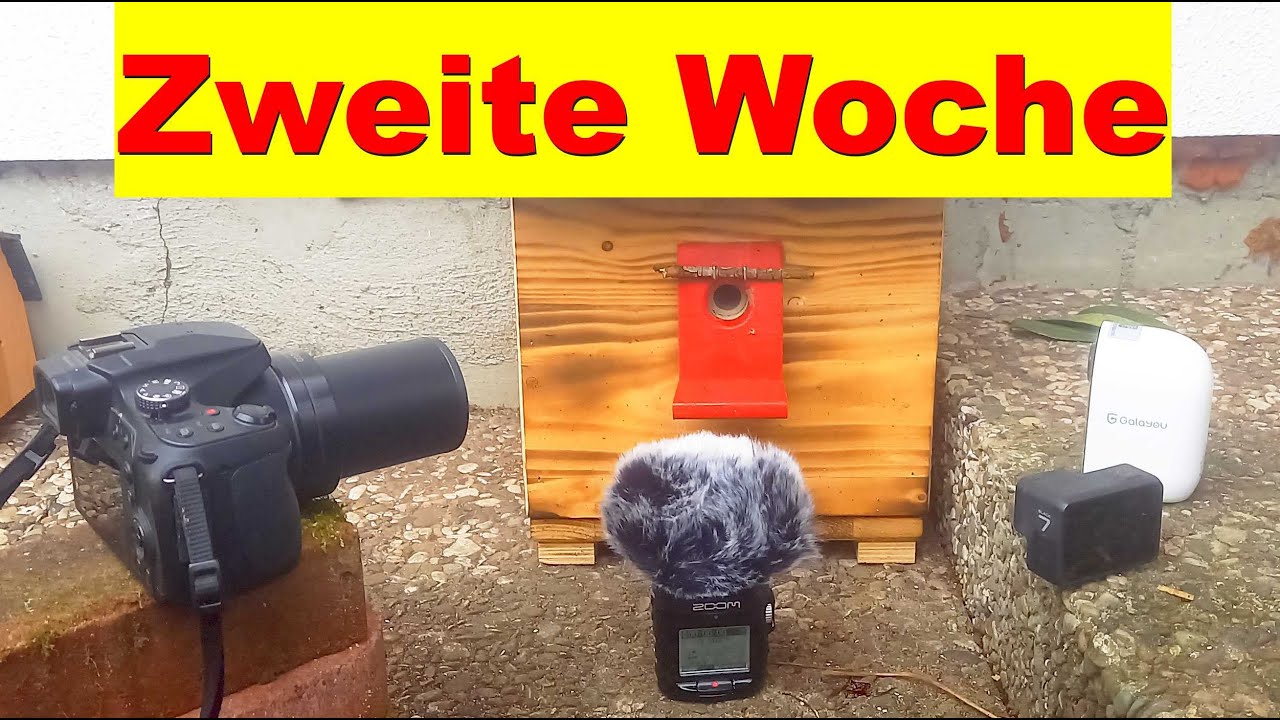 Hummelkisten &Uuml;berwachen, Ist sie noch da? Die zweite Woche