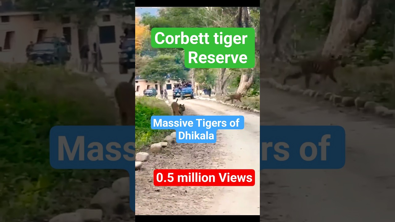 Majestic Tiger in the Wild #tiger #wildlife #jimcorbett #wildanimals #safari