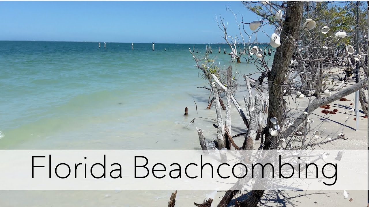 What's on the beach? Florida beachcombing looking for sea shells, beach critters and more!