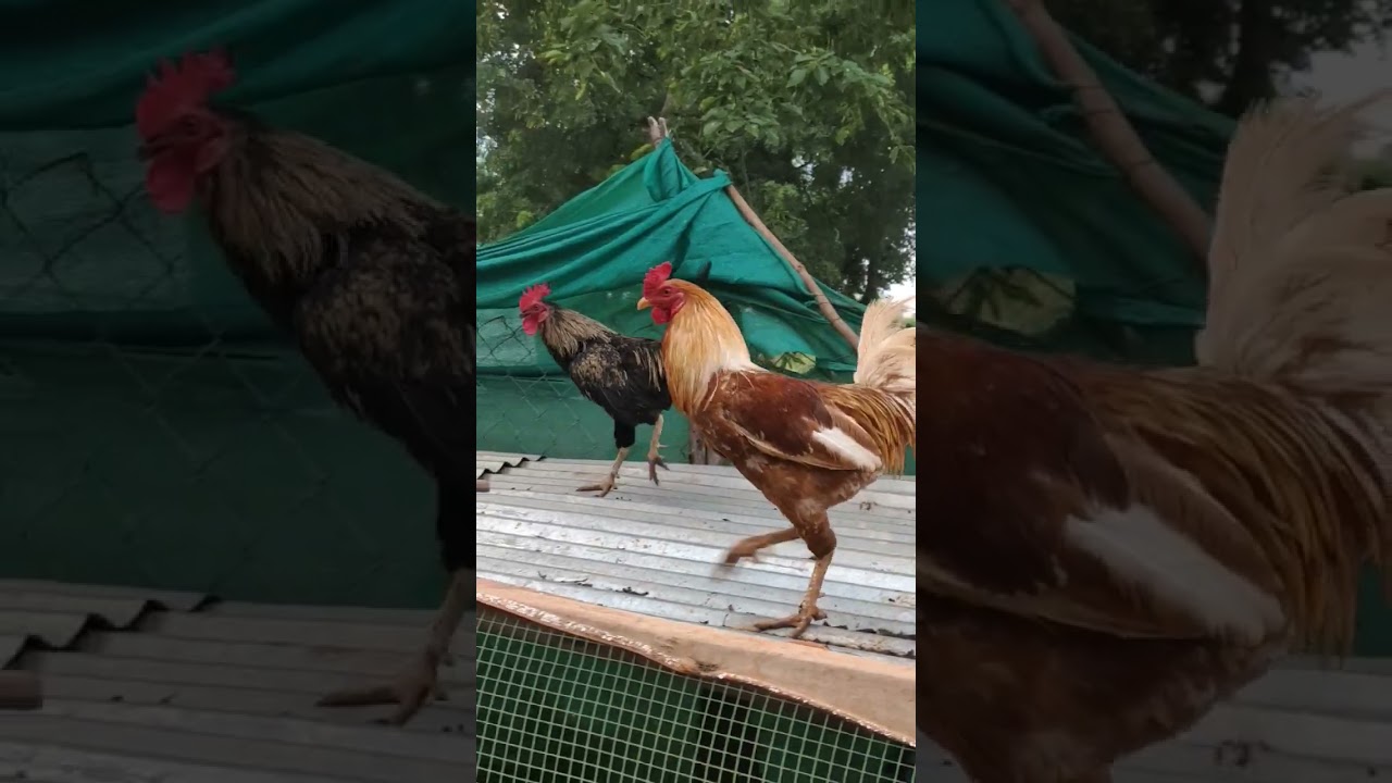 Country Rooster #murga#murgi#animals#rooster#azmath#poultry#chicken#murgipalan#roostercrowing