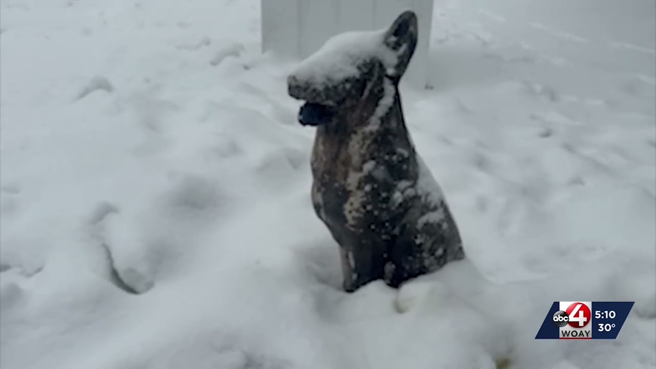 Animal Control Responds to Tragic Case Involving Dogs Left Outside in Freezing Temperatures