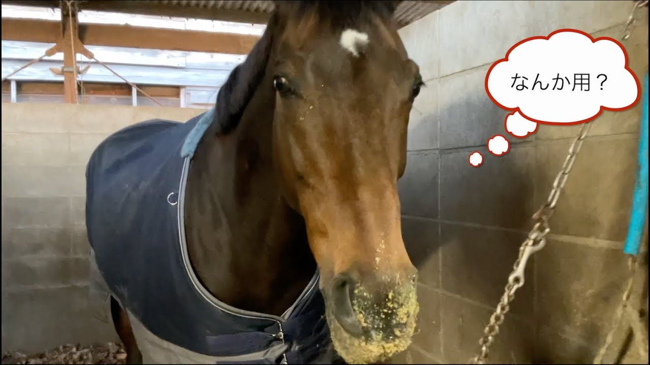 問題！誰の息子でしょうか？ サトノヴィクトリー【Hachioji Riding Quiz】