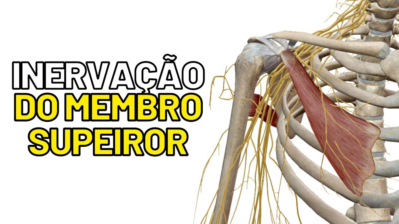 INERVAÇÃO do MEMBRO SUPERIOR. Quais nervos inervam o MMSS - Aula de anatomia humana grátis e fácil