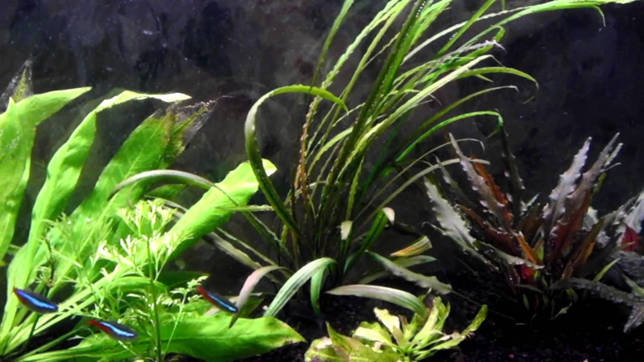 Cryptocoryne Spiralis