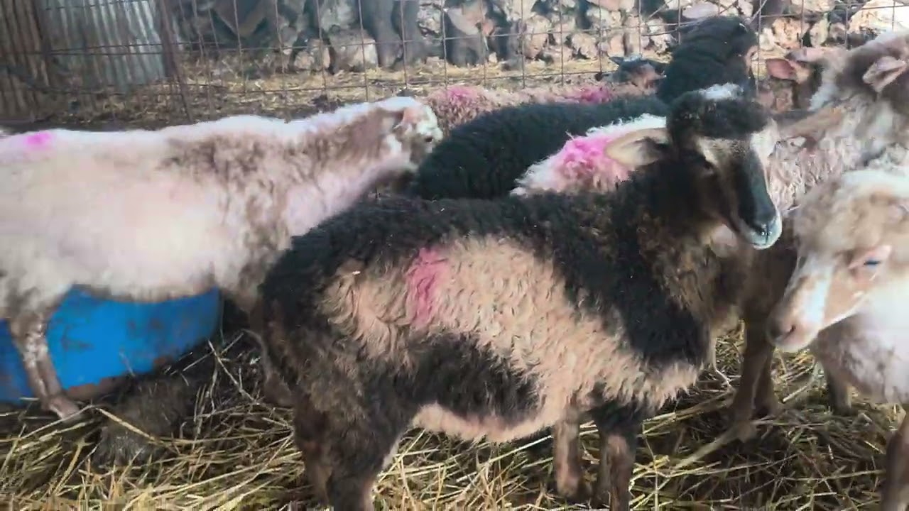 ντόπια αρνιά 57 #κτηνοτροφία #πρόβατα #sheepfarming #sheep #greeksheep