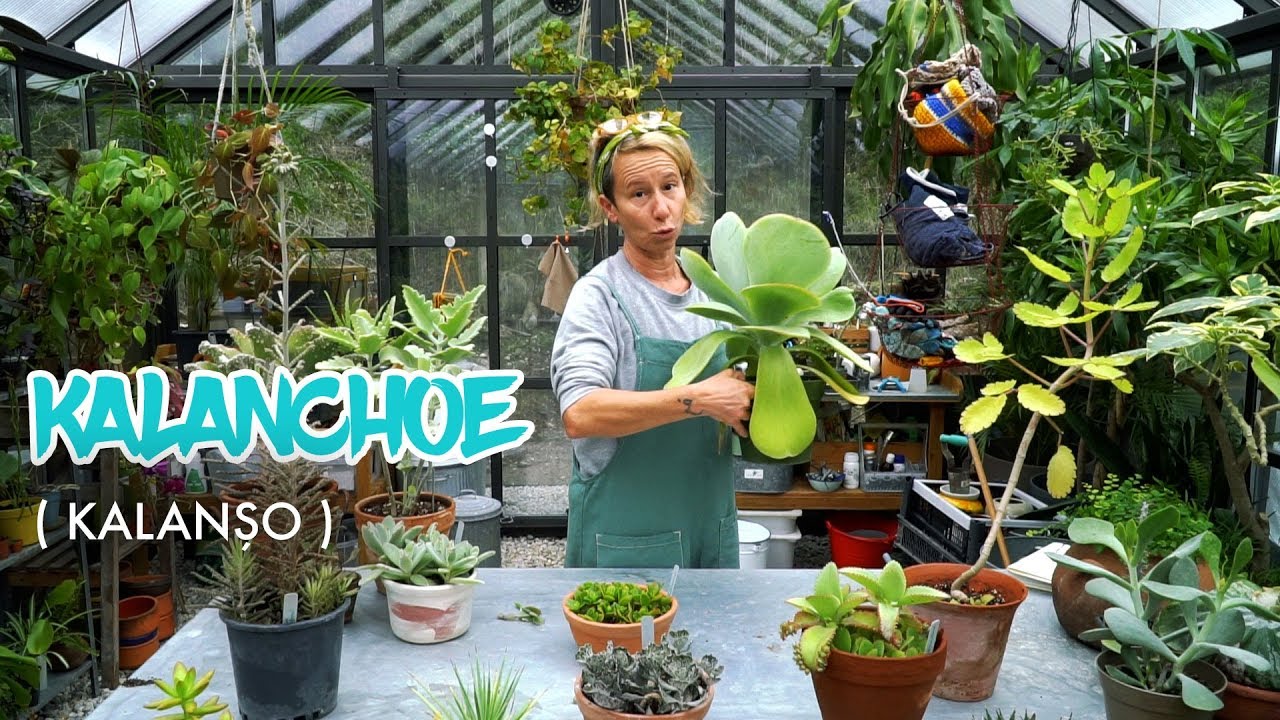 Kalanchoe ( Kalanşo )  👀  Bitkileri Tanıyalım - Labofem