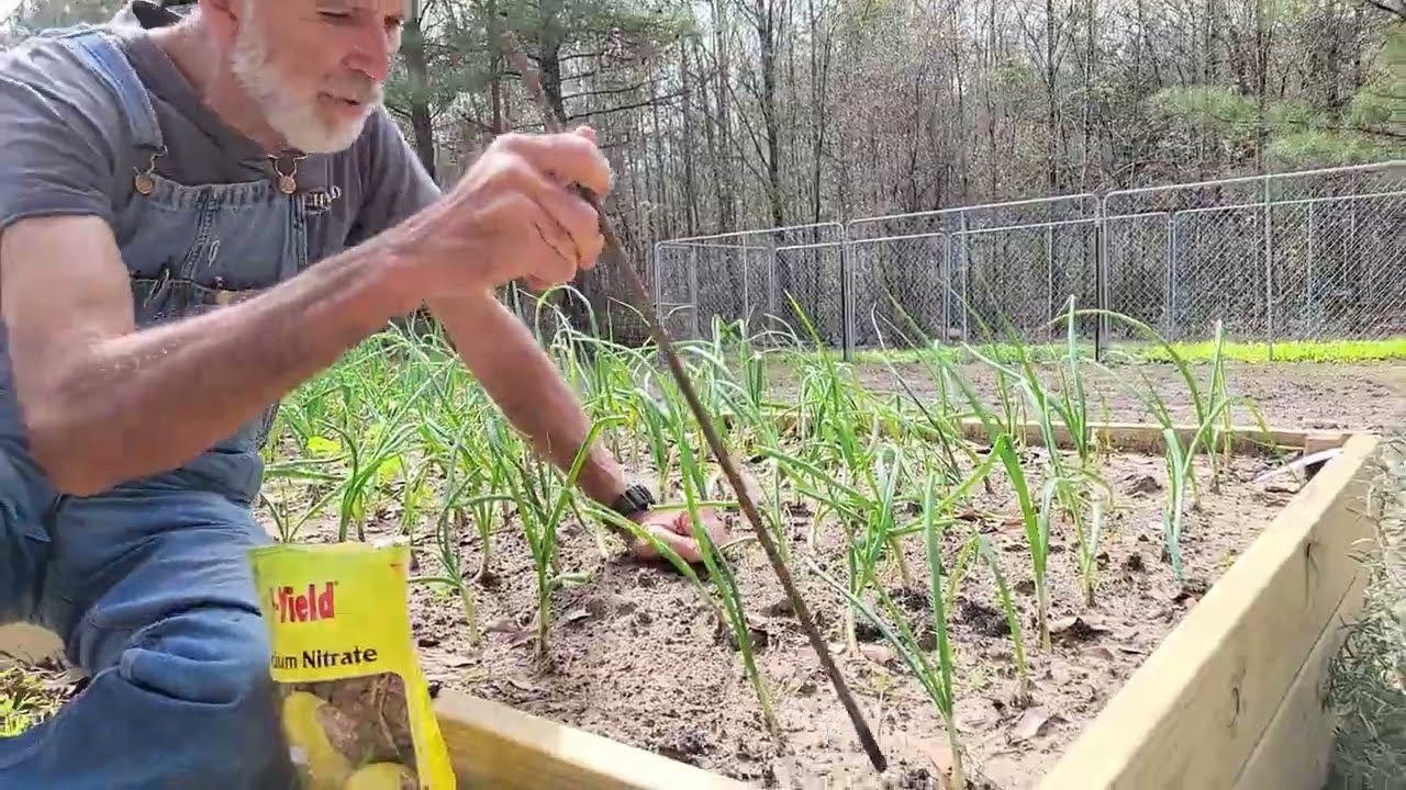 How to Grow Large Onions - Clipping and Fertilizing (Feb 2024)